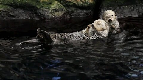 Sea Otters Playing