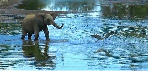 Grumpy elephant picks on heron bird standing in river