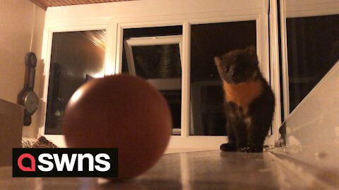 This is the moment an adorable pine marten sneaks into a house to take an egg left out as a snack