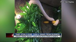 Detectives searching for thief who stole guns, cash and rare snake