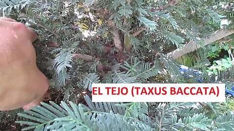 EL TEJO EUROPEO (TAXUS BACCATA)