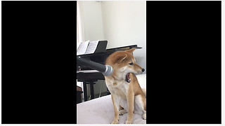 This Shiba Inu Loves Singing To Classical Music