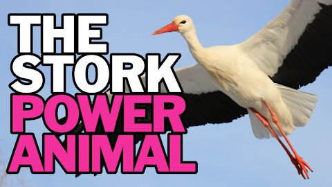 The Stork Power Animal
