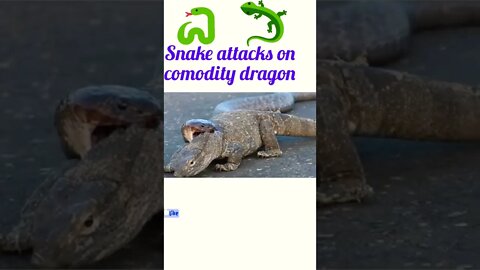 snake attacks on comodo dragon 🐉#shorts #shortsfeed #shortvideo