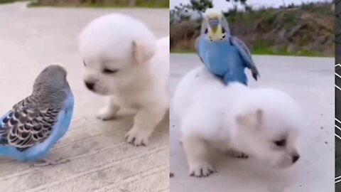 dog baby and parrot frendship