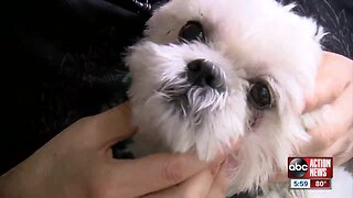 Surveillance video captures dog attack at Tampa home leaving dog hurt, owner with medical bills