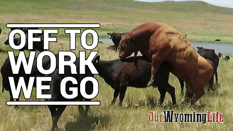 Putting Bulls In With The Cows on the Ranch