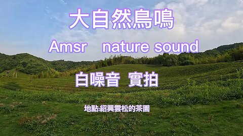 自然的鳥鳴聲，白噪音，amsr,失眠音樂，放鬆，學習背景音樂，沉浸式茶園體驗