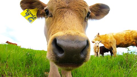 Adorable calf is too curious to resist examining the camera