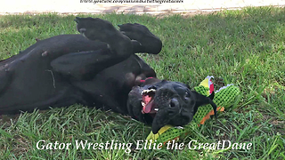 Funny Great Dane Wrestles with Her Alligator Stuffie