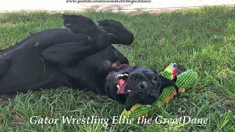 Funny Great Dane Wrestles with Her Alligator Stuffie