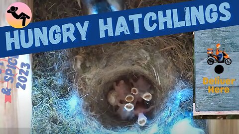Hungry Kids - Chickadee Nest Box Update 13 Day 42
