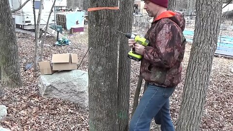 Tapping Maple Trees & Website Work