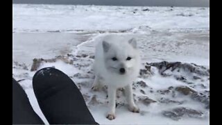 Un renard blanc rencontre des explorateurs au Canada