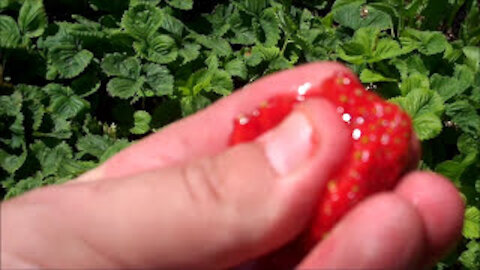 Two Minutes of Strawberries - My Back To Eden Garden Interview With Paul - L2Survive with Thatnub