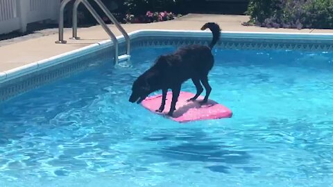 Athletic Labrador uses wakeboard to fetch ball from pool