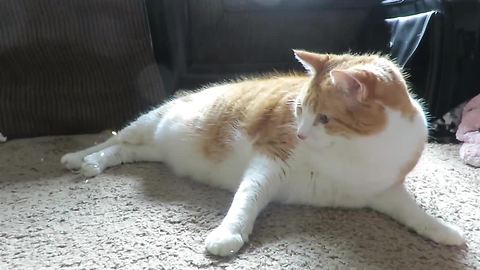 Confused cat totally fascinated by bubbles