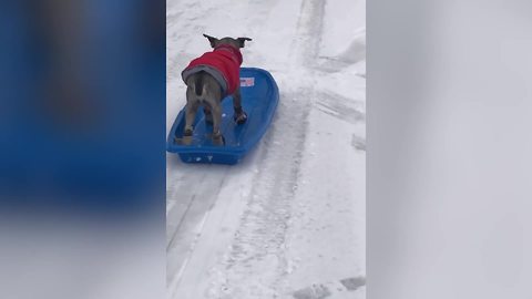 "Puppy Rides Sled In The Snow"