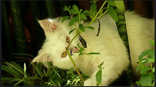 Why Do Cats Eat Grass: Twin Cats Played with Plants and Eats Some Grass