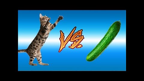 VERY FUNNY CATS VS CUCUMBERS