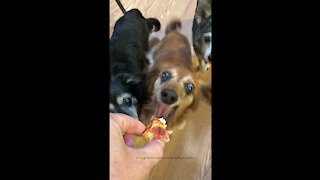 Da Dum Funny Dachshund Grabs Pizza Like Jaws