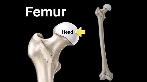 Femur