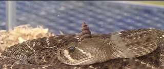 As temperatures rise, rattlesnake sightings do too