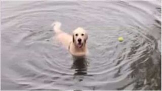 Este cão não sabe brincar de buscar a bola