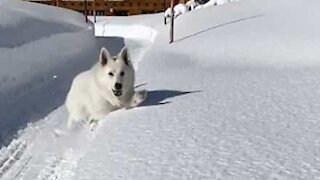 Cão mergulha em monte de neve!