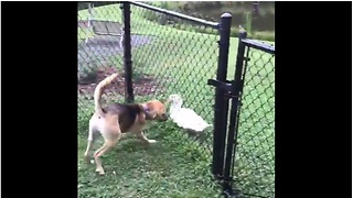 Dog incredibly plays with duck best friend