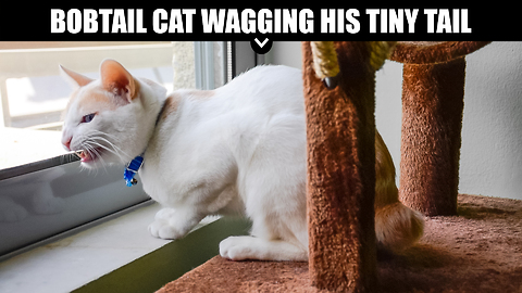 Bobtail Cat Wagging His Tiny Tail