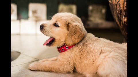 dog puppies, dogs playing with Mirror puppies playing