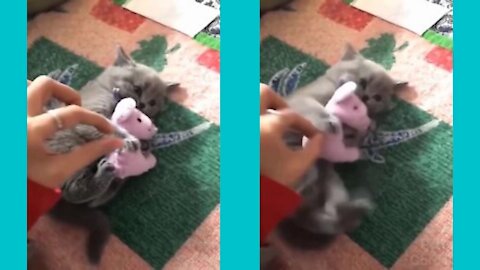 cat won't let you take your toy