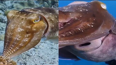 Big fish with a strange face