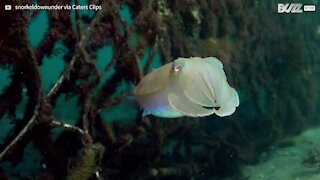 Cuttlefish changes color and shape