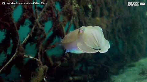 Cuttlefish changes color and shape