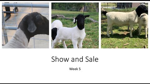 Week 5 (Show and Sale) -- sheep