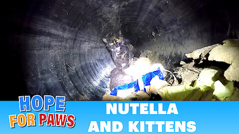 Hope For Paws - Epic CAT rescue down a 60ft. long pipe! Please share.