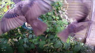 Wild Birds Fighting Over Food!