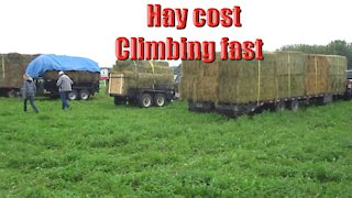 Food inflation 2021 Hay cost climbing fast