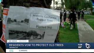 Kensington residents vow to protect old pepper trees