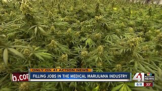 MO medical marijuana facilities looking to fill thousands of jobs