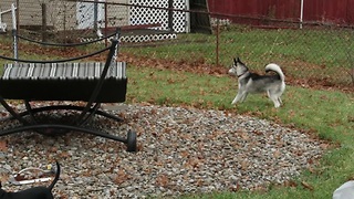 Husky Puppy Goes Against His 'Arch Enemy' The Plastic Bag