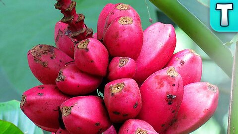 Pink Teddy Bear Banana | Fruits You've Never Heard Of