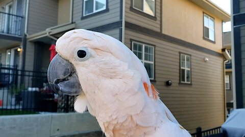 Cockatoo visiting with neighbours