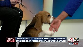 Heart of America, Leavenworth Kennel Club Dog Show