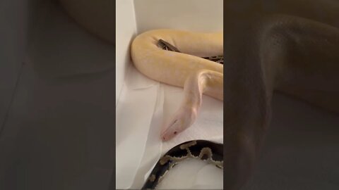 My GIANT Burmese Python Snake Shedding Skin! 🤓🐍