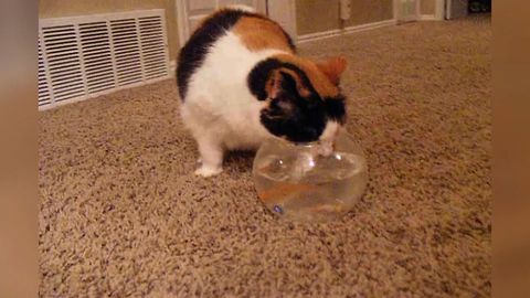Cat Drinks Water From A Fishbowl