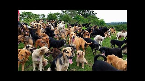 Territorio de Zaguates "Land of The Strays" Dog Rescue Ranch Sanctuary in Costa Rica