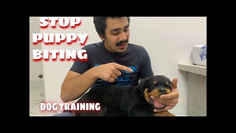 HOW TO STOP PUPPY BITING -PUPPY BITING PROBLEM- PUPPY BITING TRAINING IN HINDI-DOG TRAINING IN HINDI